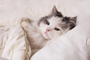 Katze im Bett